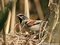 Dead Sea Sparrow - Passer moabiticus