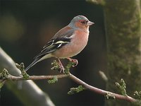 Chaffinch - Fringilla coelebs