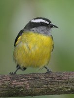 Bananaquit - Coereba flaveola