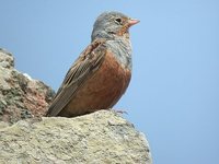 Cretzschmar's Bunting - Emberiza caesia