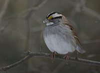 White-throated Sparrow - Zonotrichia albicollis