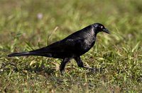 Giant Cowbird - Molothrus oryzivora