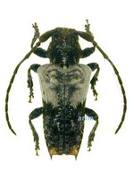 새똥하늘소 - Pogonocherus seminiveus