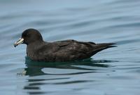 Black Petrel (Procellaria parkinsoni)