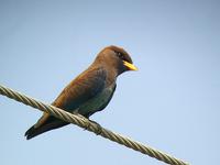 Broad-billed Roller (Gulnäbbad blåkråka) - Eurystomus glaucurus