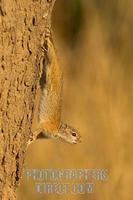 trre squirrel standing facing downwards on tree trunk stock photo