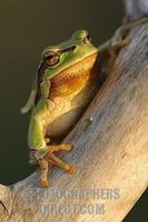 European tree frog ( Hyla arborea ) stock photo