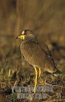 ...African wattled lapwing , Vanellus senegallus , Mlilwane wildlife sanctuary , Swaziland stock ph