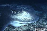 Bat Ray - Myliobatis californica