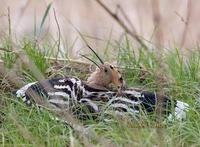 Hoopoe C20D 02760.jpg