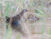 Waterrail C20D 02964.jpg