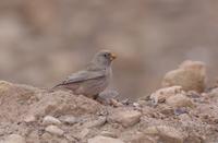 trumpeterfink / trumpeter finsch (Bucanetes githagienus)