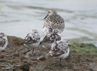 Sanderling Crocethia alba 세가락도요