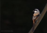 Long-Tailed Shrike Lanius schach 긴꼬리때까치