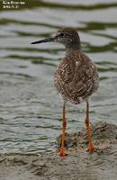 Tringa totanus , 붉은발도요 - Redshank