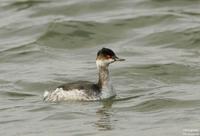 검은목농병아리(Podiceps nigricollis)  (Eared Grebe)