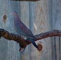 Salvin's Pigeon Columba oenops