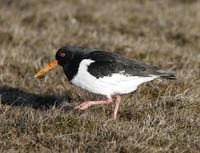 Oystercatcher (Haematopus ostralegus)