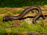 : Batrachoseps kawia; Sequoia Slender Salamander