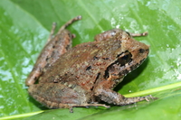 : Craugastor laticeps