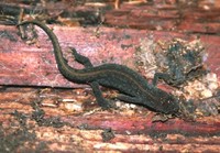 : Lissotriton montandoni; Montandon's Newt