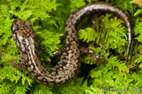 : Plethodon welleri; Weller's Salamander