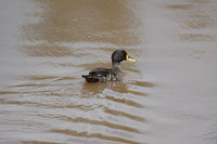 : Anas undulata; Yellow Billed Duck