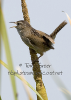 : Cistothorus palustris; Marsh Wren