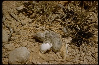 : Larus heermanni; Heermann's Gull