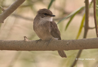 : Muscicapa aquatica; Swamp Flycatcher