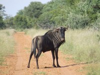 : Connochaetes taurinus taurinus; Blue Wildebeest