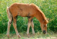 : Equus caballus; Chincoteague Ponies