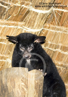 : Otelemur crassicaudatus; Greater Galago