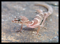 : Coleonyx variegatus variegatus; Desert Banded Gecko