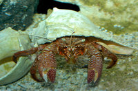 : Petrochirus diogenes; Giant Hermit Crab