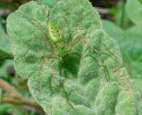 : Peucetia viridans; Green Lynx Spider