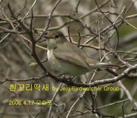 흰꼬리딱새Red-breasted Flycatcher