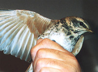 Bruntrost Turdus naumanni