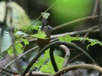 ノドフサザイチメドリ Streaked Wren-Babbler Napothera brevicaudata