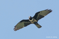 Aviceda leuphotes - Black Baza