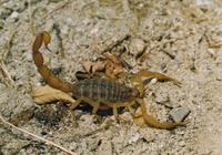 Mesobuthus gibbosus