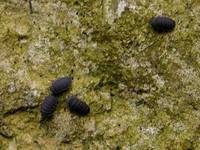 Tetrodontophora bielanensis - Giant springtail