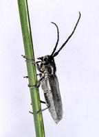 Phytoecia nigricornis