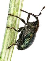 Ceutorhynchus sulcatus