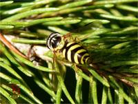 Dasysyrphus albostriatus