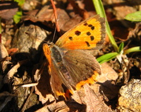 Lycaena phlaeas - Small Copper