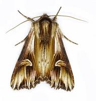 Actinotia polyodon - Purple Cloud