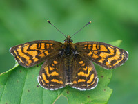 Melitaea athalia - Heath Fritillary