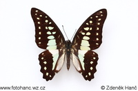 Graphium evemon albociliatus