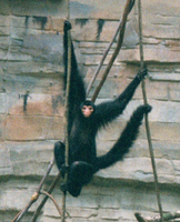 Black spider monkey (Ateles paniscus)